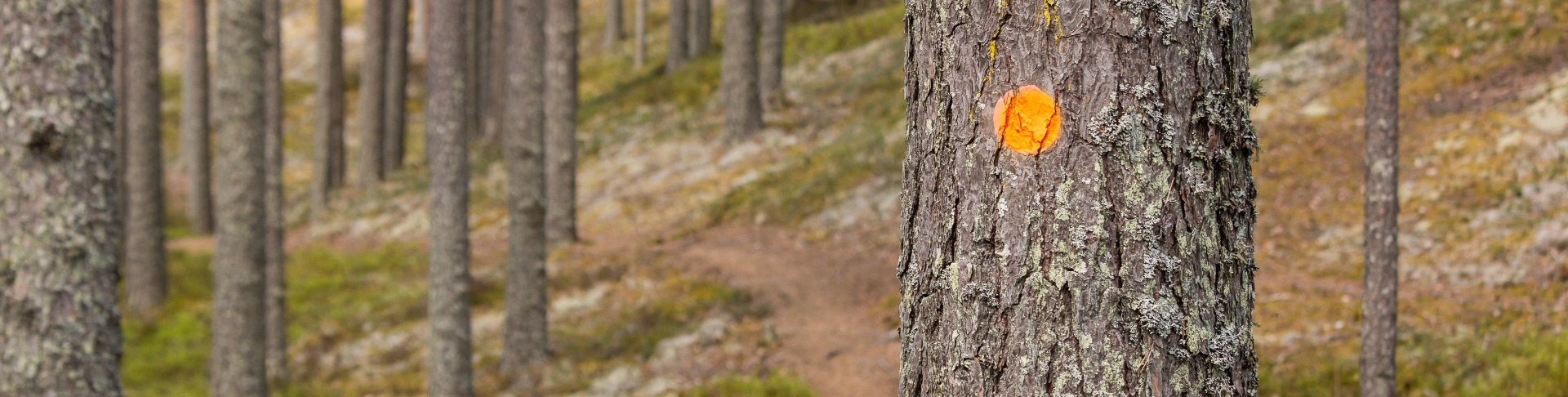 Baum im Wald mit Plakette markiert